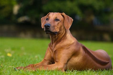 Best Guard Dog Breeds, Best Guard Dogs, Rhodesian Ridgeback Puppies, Purebred Dogs, Mastiff Dogs ...