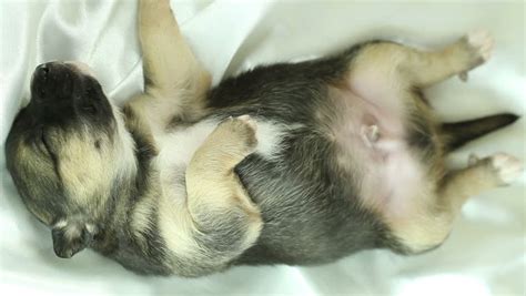 Newborn Puppy Sleeping On White Fabric Stock Footage Video 2186119 - Shutterstock