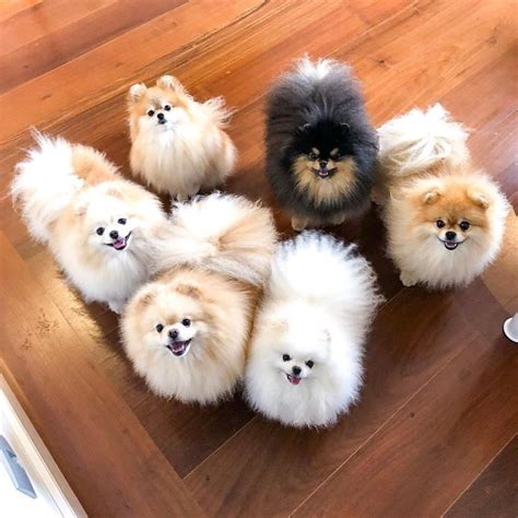 Very cute Pomeranian puppies : r/Eyebleach