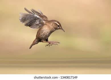 839 Wren Flight Images, Stock Photos & Vectors | Shutterstock