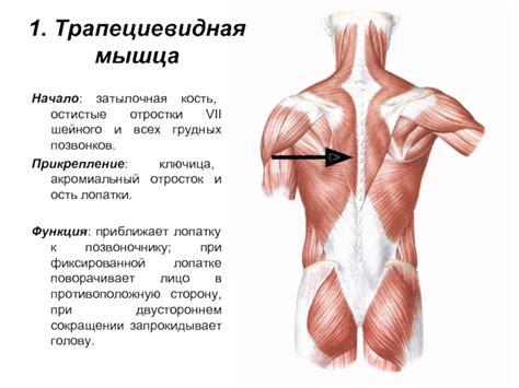 : Мышцы спины презентация, доклад