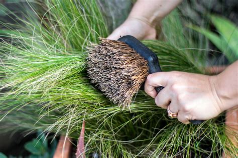Gardening 101: How to Care for Perennial Grasses - Gardenista