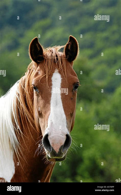 painthorse  res stock photography  images alamy