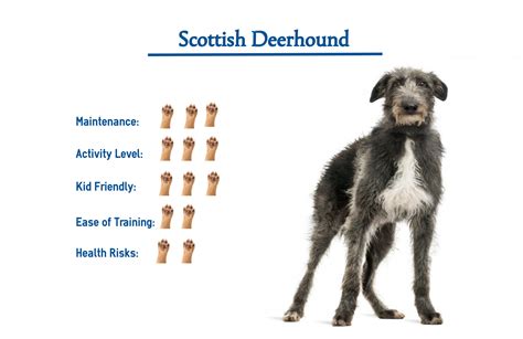 Scottish Deerhound - Native Breed.org