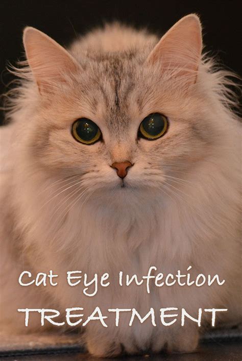 Cat eye infection home remedies signs and symptoms – Artofit