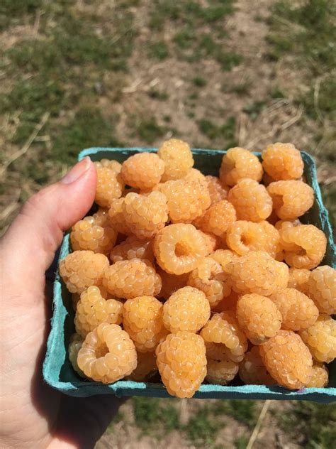 images fruit flower dish produce vegetable cuisine