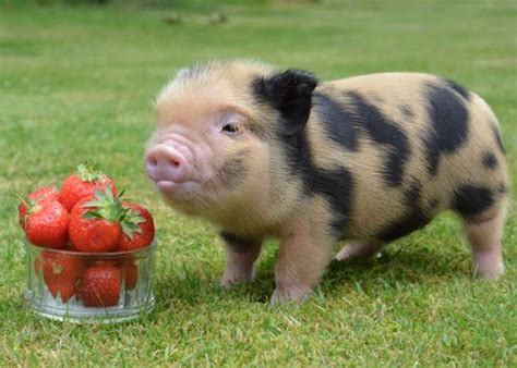 This little guy contemplating enjoying some nice strawberries in his ...