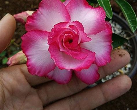 Адениум (Большой выбор фото) - treepics.ru