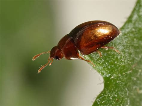 Olibrus corticalis