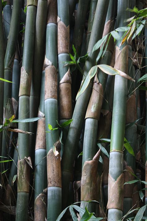 Bamboo | Бамбук, Текстуры, Декор растений в помещении