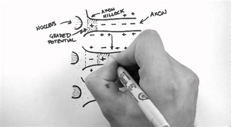 propagation definition anatomy