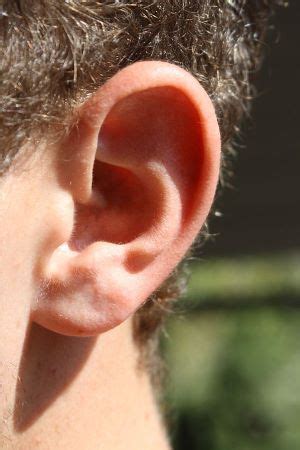 Human Ear Anatomy, Parts & Structure | Study.com