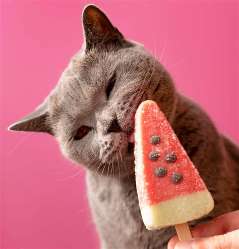 Top 100 Funny Cat Names For Your Quirky Kitty S Personality | Bored Panda