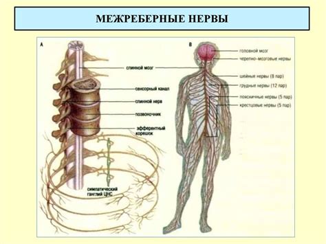 Спинномозговые нервы - презентация онлайн