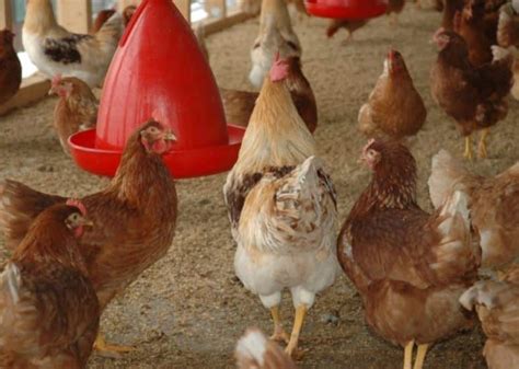 Gambar Mewarnai Ayam Bertelur 76 Gambar Ayam Petelur - vrogue.co
