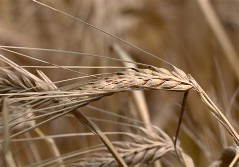 Canadian barley has opportunity in China | The Western Producer