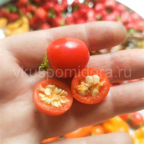 Купить семена перца острого сорта Бабье лето