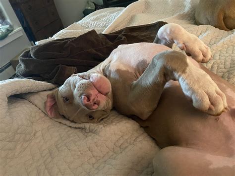 Did I assemble my pup wrong or is this evolution? : r/pitbulls