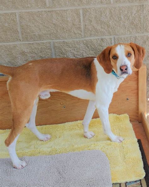 hanover animal control 8