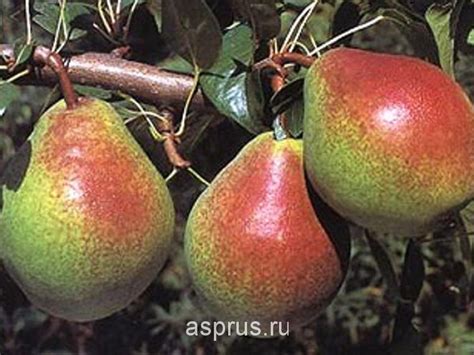 Современный сортимент груши | АППЯПМ