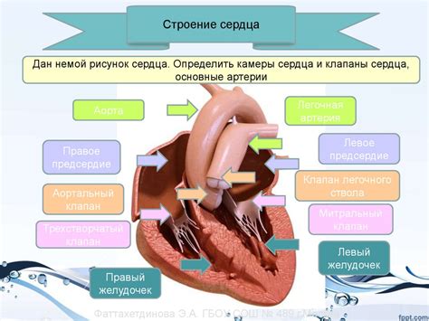 Органы кровообращения. Строение сердца - презентация онлайн