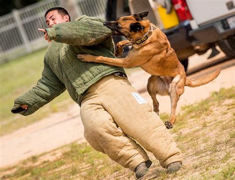 K9 Military Images | Free Photos, PNG Stickers, Wallpapers ...