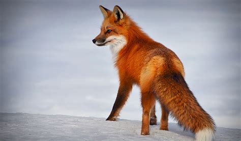 Der Rotfuchs | Wildbiologie | Deerhunter Blog