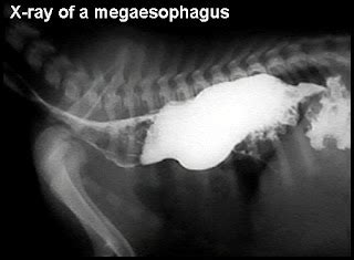 Canine Megaesophagus: What is Megaesophagus?