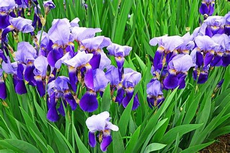 Ирисы (60 фото) - виды, уход и выращивание