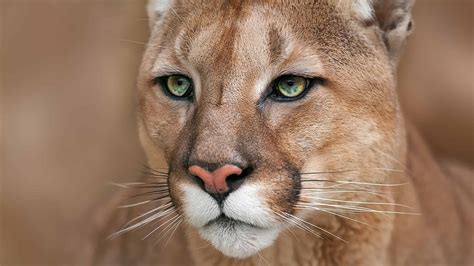 largest cougar  caught  texas   animals