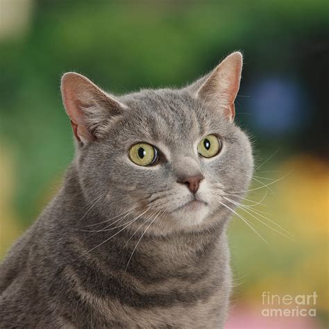 Blue-grey Tabby Male Cat Photograph by Mark Taylor - Pixels