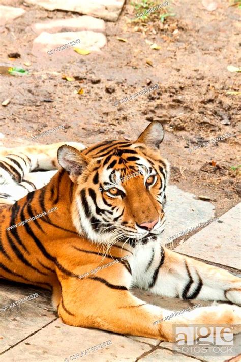 asian tiger, Stock Photo, Picture And Low Budget Royalty Free Image ...