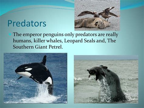 PPT - Emperor Penguins PowerPoint Presentation, free download - ID:1947031