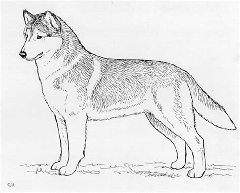 Siberian Husky Drawing at PaintingValley.com | Explore collection of ...