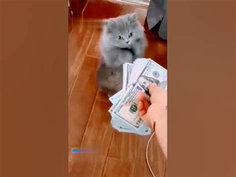 котик и деньги #shorts #vk #факты - YouTube
