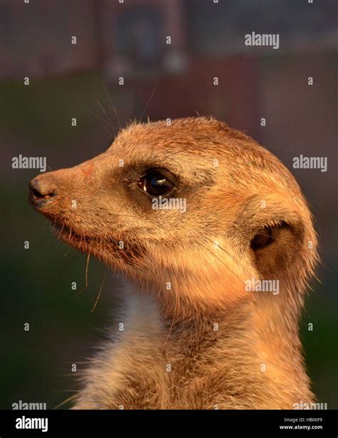 suricat (Suricata suricatta Stock Photo - Alamy