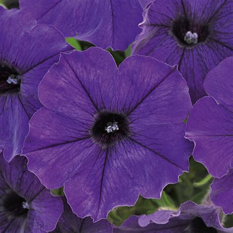 Купить укорененные черенки Petunia Bonnie Blue в Минске, Беларуси
