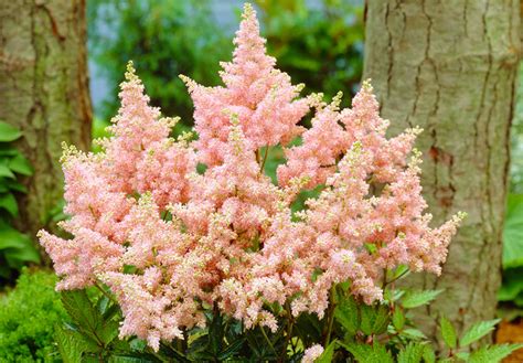 Astilbe în designul de grădină: Îmbunătățiți-vă grădina cu flori elegante