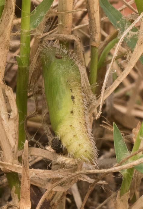 Tropical Checkered-Skipper - Alabama Butterfly Atlas