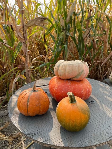 Pumpkins Pumpkin Farm - Free photo on Pixabay - Pixabay