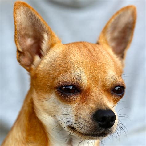 Free Images : vertebrate, chihuahua, dog breed, dog like mammal ...