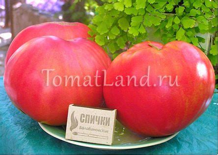 Томат Розовый мед: описание сорта, ОТЗЫВЫ (78), фото