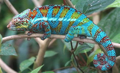 Pourquoi et comment le caméléon change de couleur