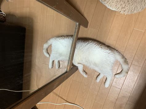 Котокот | Пикабу