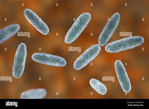 Klebsiella bacteria, illustration Stock Photo - Alamy