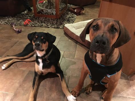 Rhodesian Ridgeback German Shepherd Mix Traits