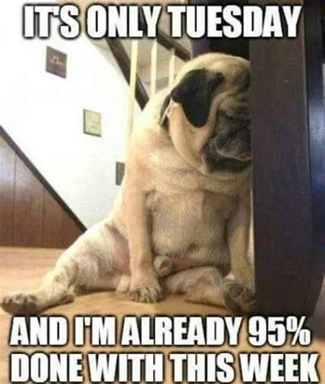 Don't Miss Out: The Most Hilarious Happy Tuesday Memes for Work This Week - qlsubbc