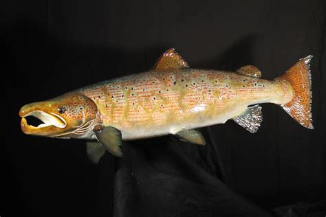 Atlantic Cock Salmon - Taxidermy UK
