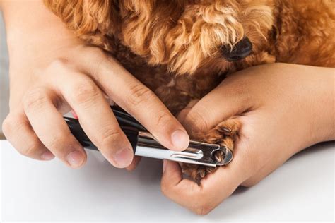Paws For A Moment: 5 Step Guide To Safely Trimming Your Furry Friend's Nails