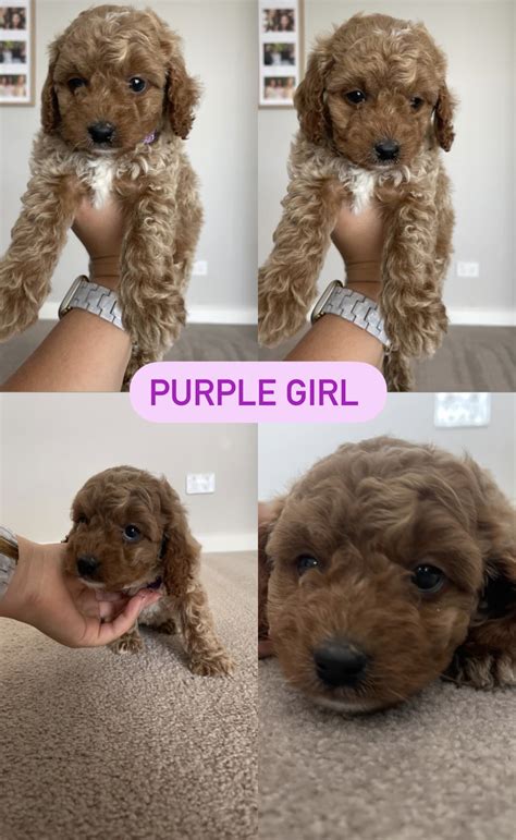 Cavoodle - Yass - PetsForHomes
